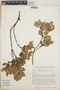 Lyonia squamulosa image