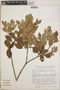 Lyonia squamulosa image