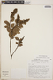 Lyonia squamulosa image