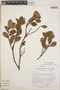 Lyonia squamulosa image