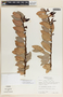 Macleania insignis image