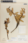 Macleania insignis image