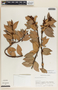 Macleania insignis image