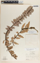 Macleania insignis image