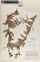 Macleania insignis image