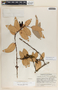Macleania insignis image