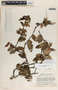 Macleania insignis image