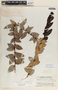 Macleania insignis image