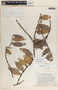 Macleania insignis image