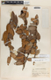 Macleania insignis image