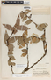 Macleania insignis image