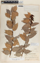 Macleania insignis image