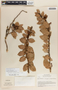 Macleania insignis image