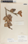 Macleania insignis image