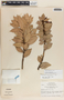 Macleania insignis image