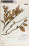 Macleania insignis image