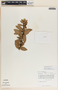 Macleania insignis image