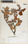 Macleania insignis image