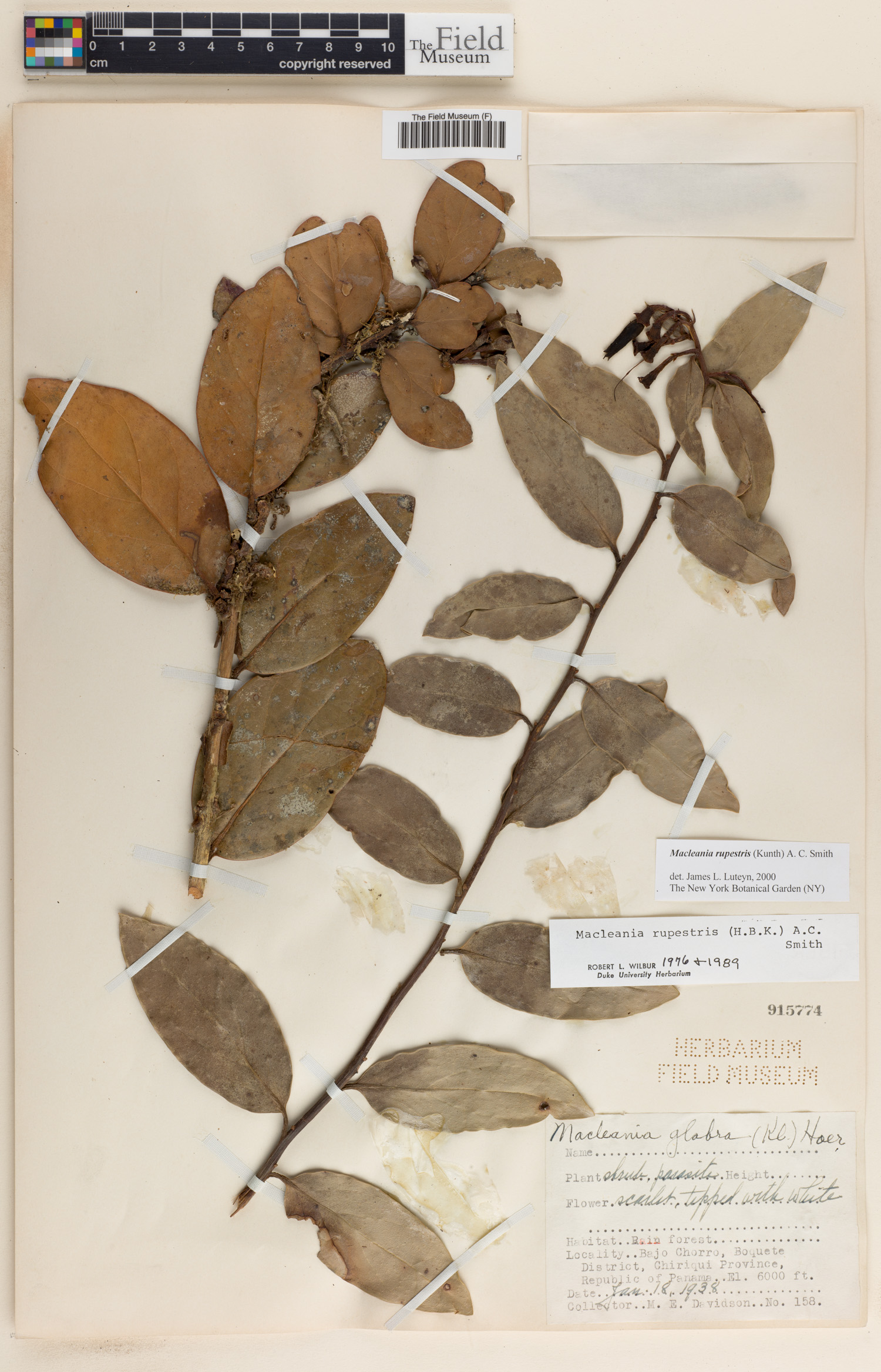 Macleania rupestris image
