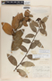 Macleania rupestris image