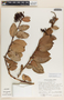 Macleania rupestris image
