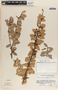 Macleania insignis image