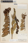Macleania rupestris image
