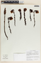 Hypopitys monotropa image