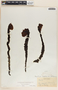 Hypopitys monotropa image