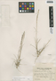 Eragrostis attenuata image