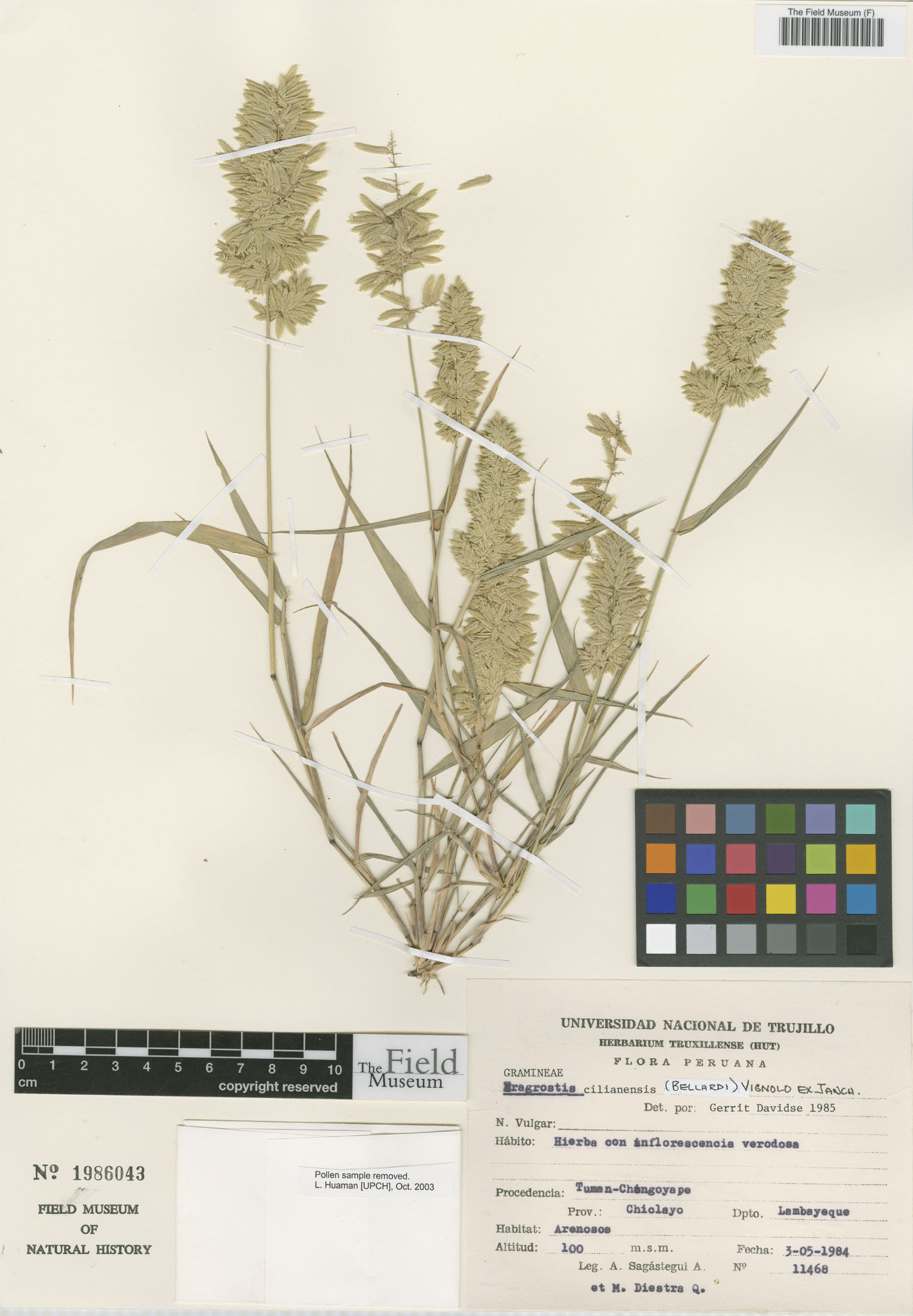 Eragrostis cilianensis image