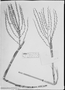 Chamaedorea cataractarum image