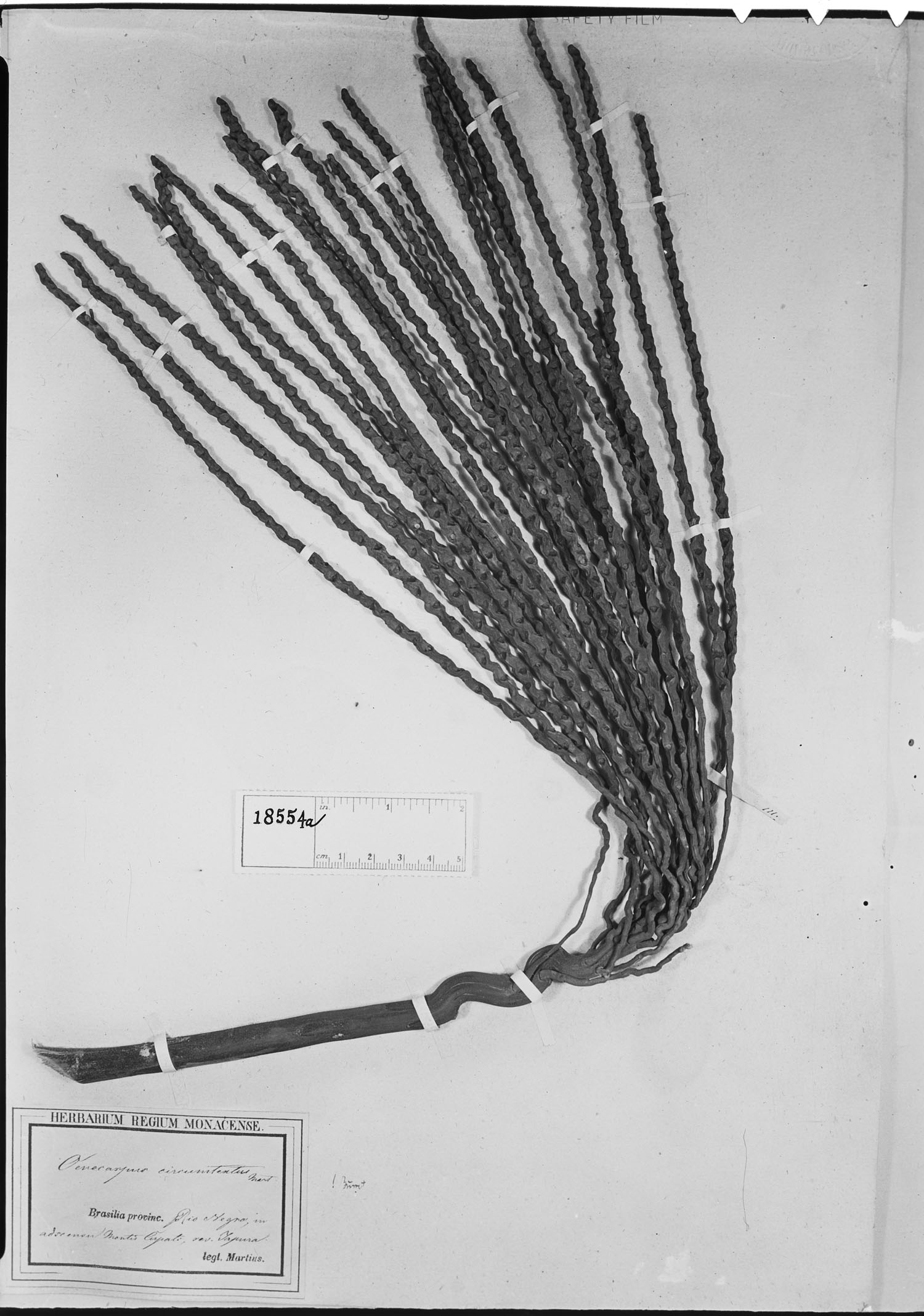 Oenocarpus circumtextus image
