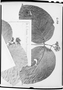 Rudgea palicoureoides image