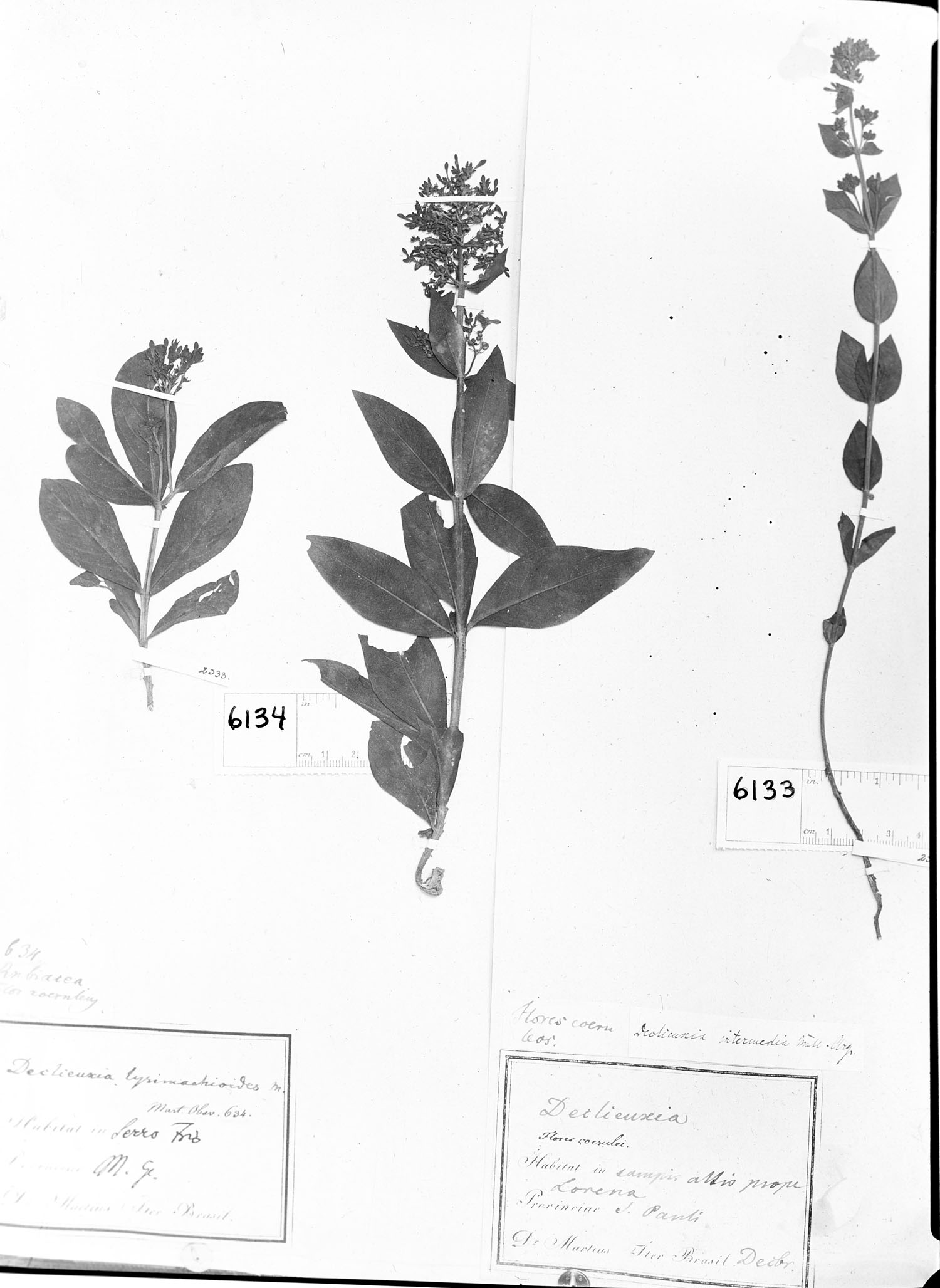 Declieuxia cordigera image