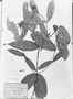 Faramea sessilifolia image
