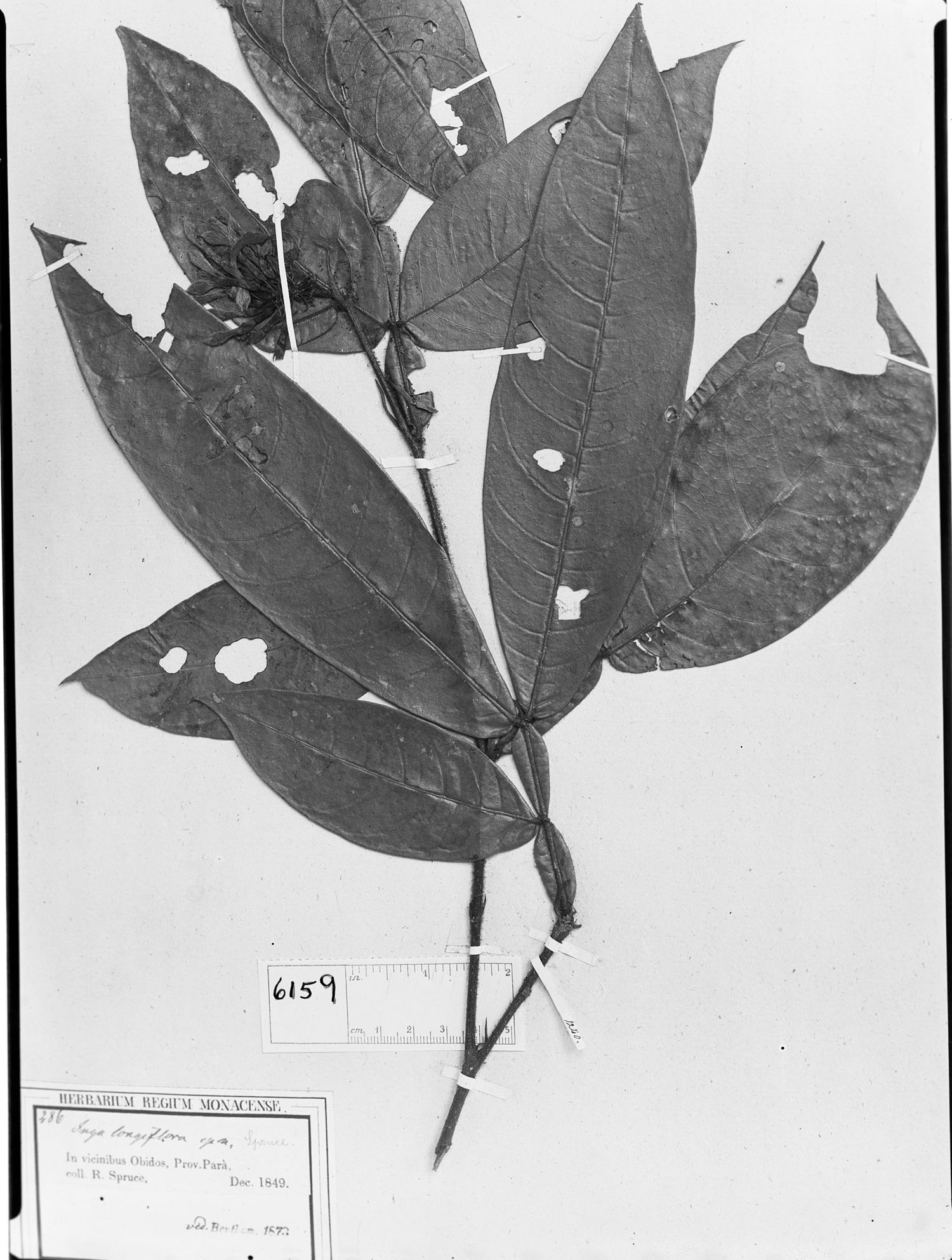 Inga longiflora image