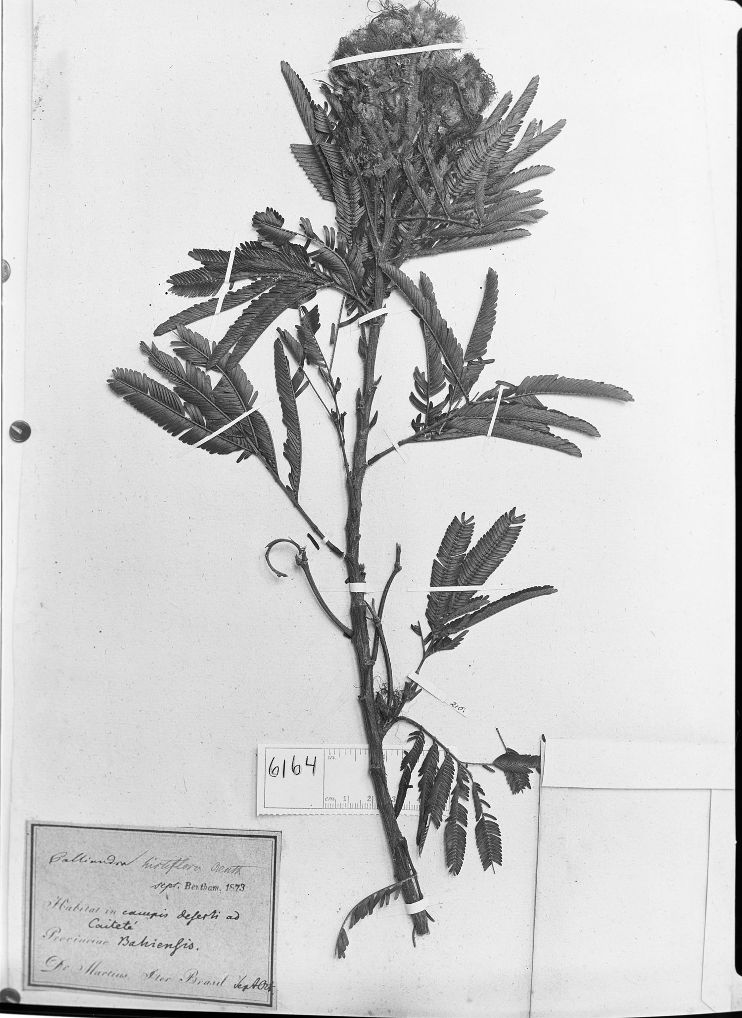 Calliandra hirtiflora image