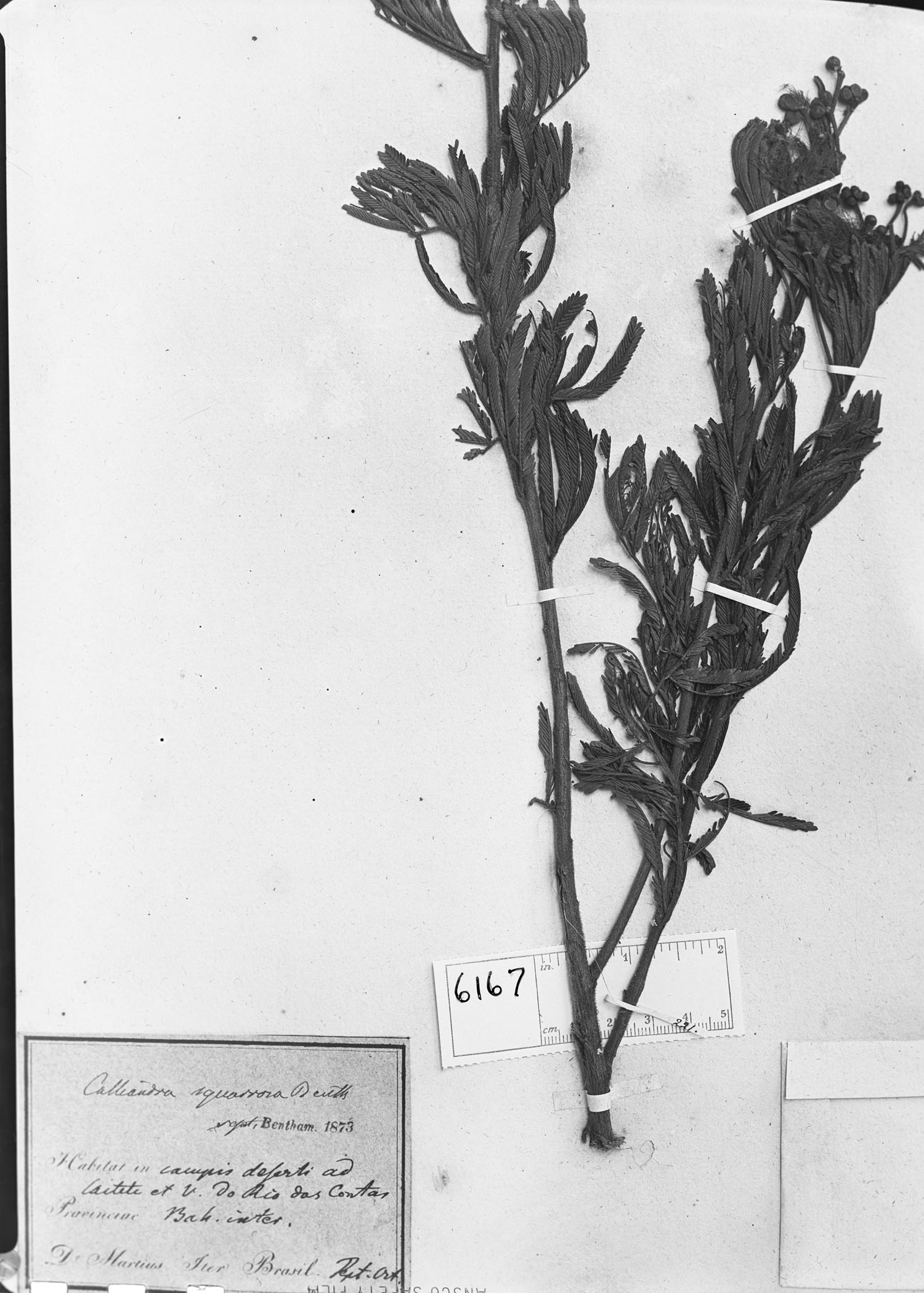 Calliandra squarrosa image
