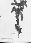 Calliandra tenuiflora image
