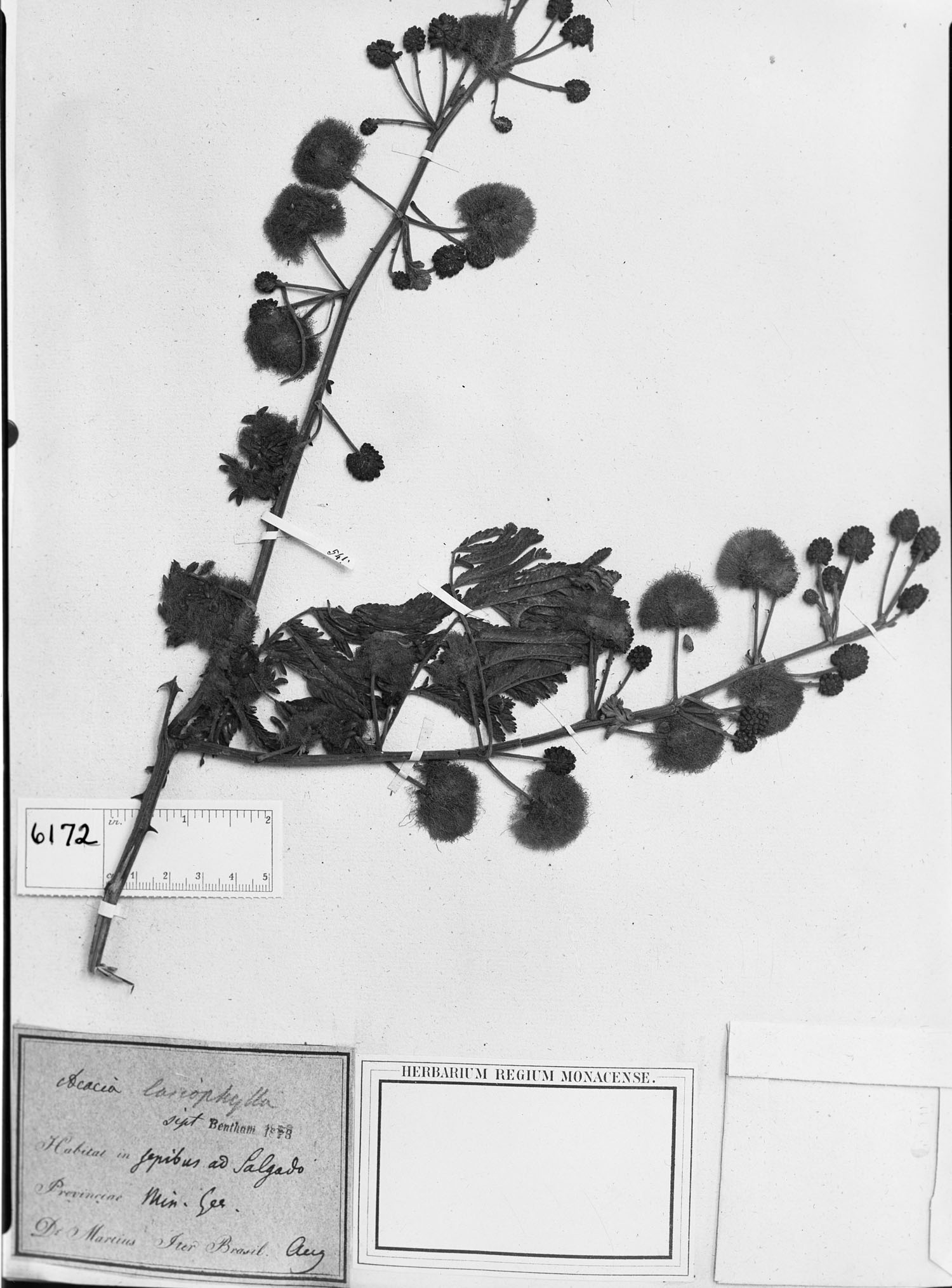 Senegalia lasiophylla image