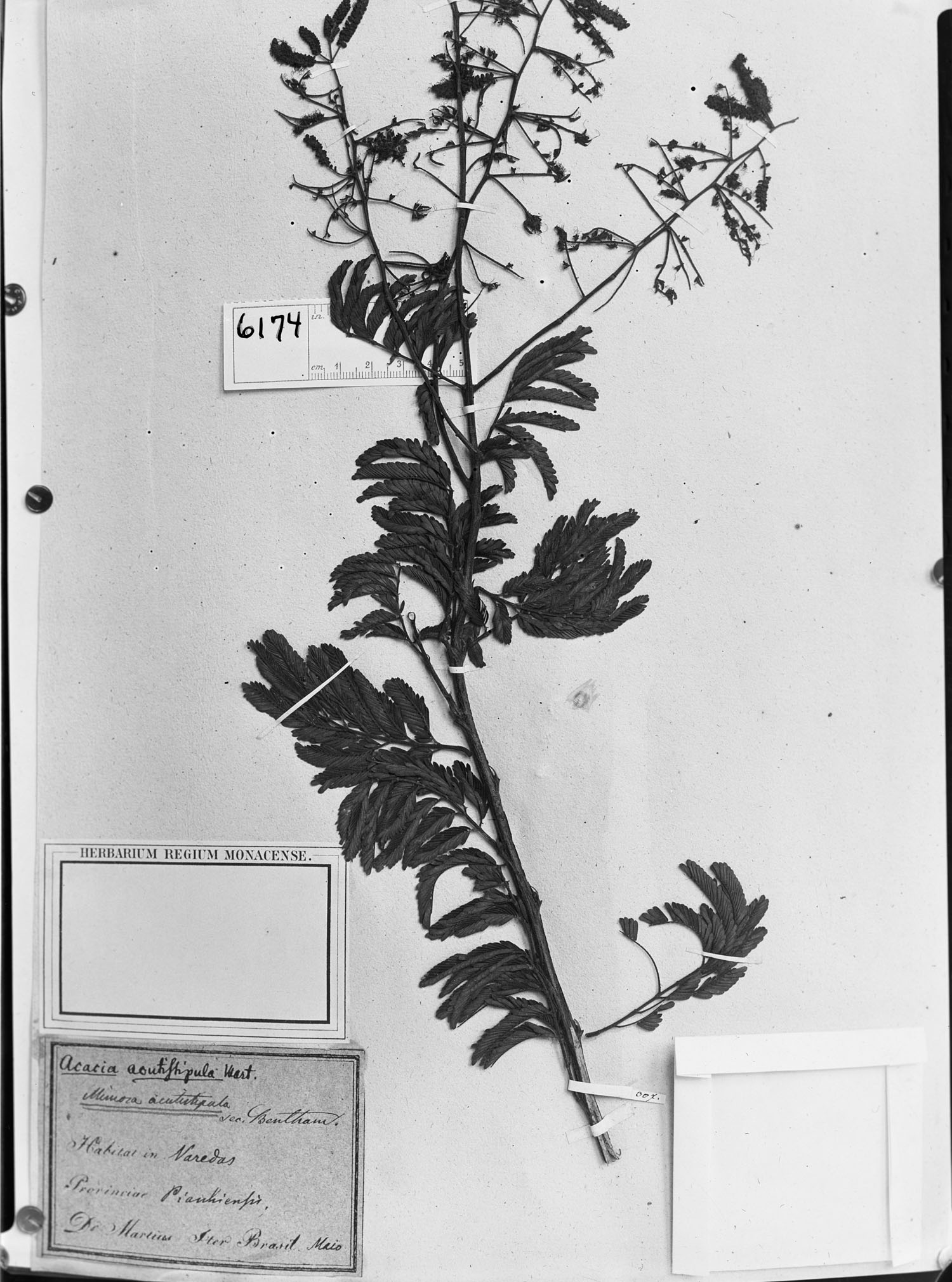 Mimosa acutistipula image