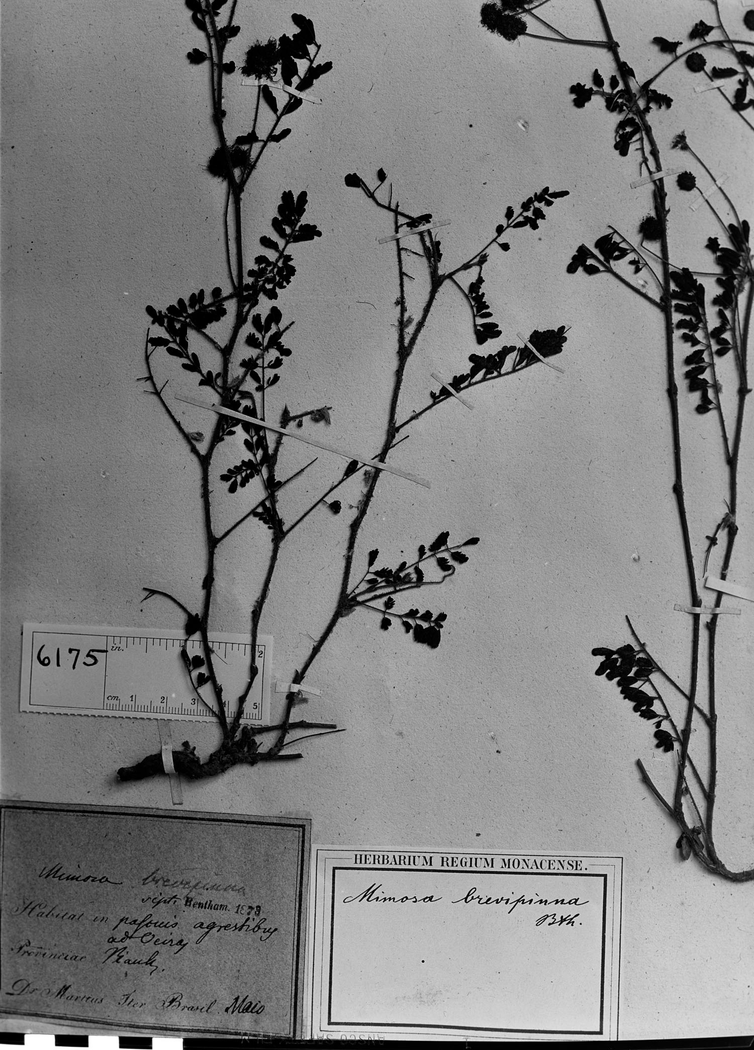 Mimosa brevipinna image