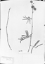 Mimosa elongata image