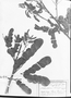 Mimosa pithecolobioides image