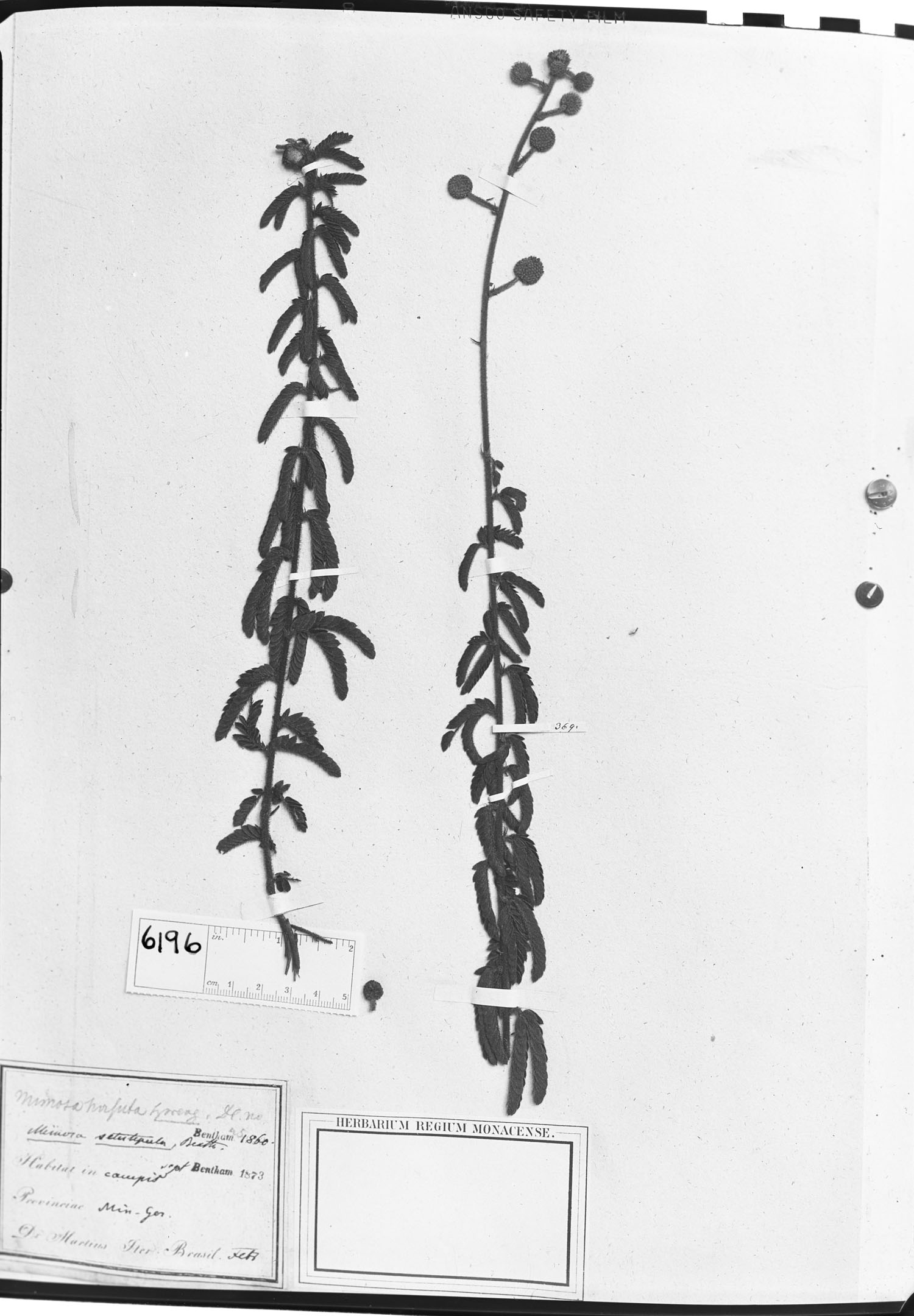 Mimosa setistipula image