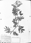 Mimosa verrucosa image