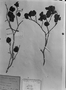 Guibourtia confertiflora image