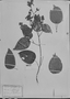 Bauhinia confertiflora image