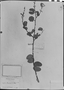 Bauhinia curvula image